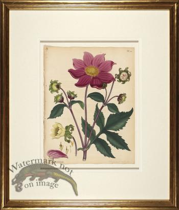 Andrews Botanicals in Gold Frame 07